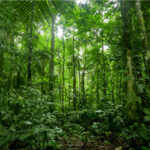 Tropical rainforests