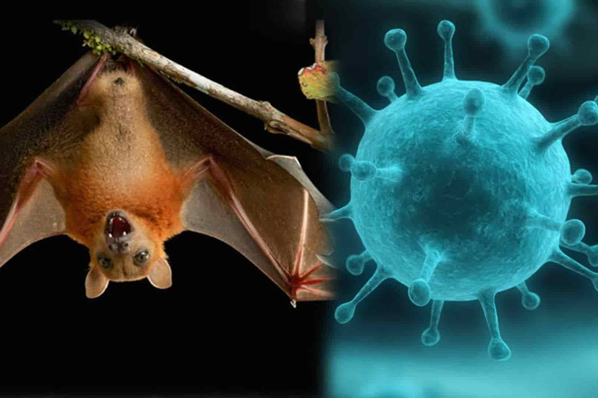 nipah virus