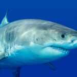 Great white shark