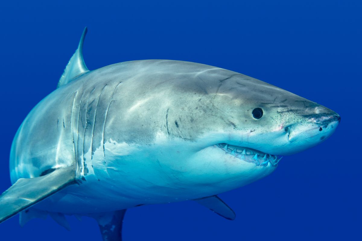 Great white shark