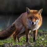 Fox, wild animals don't feed wild animals