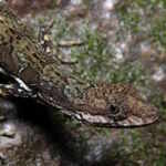 Anolis oxylophus Stanton