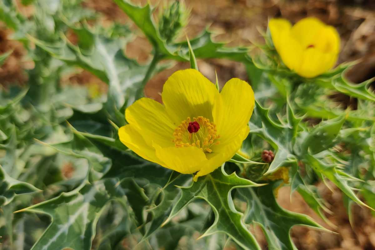 Argemone crassifolia