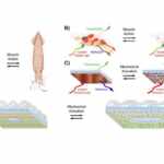 a fabric that adapts to your body heat, inspired by squid skin