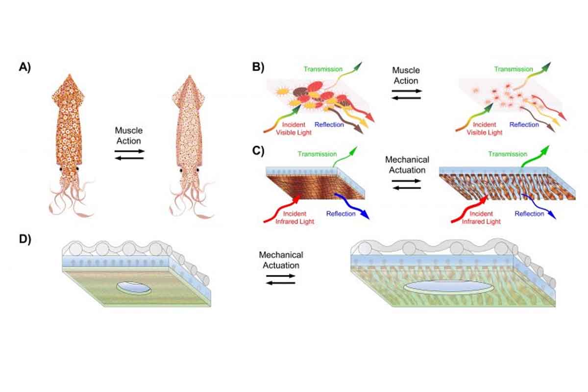 a fabric that adapts to your body heat, inspired by squid skin