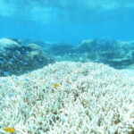 worldwide coral bleaching