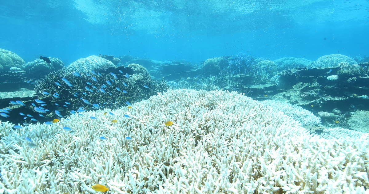 worldwide coral bleaching