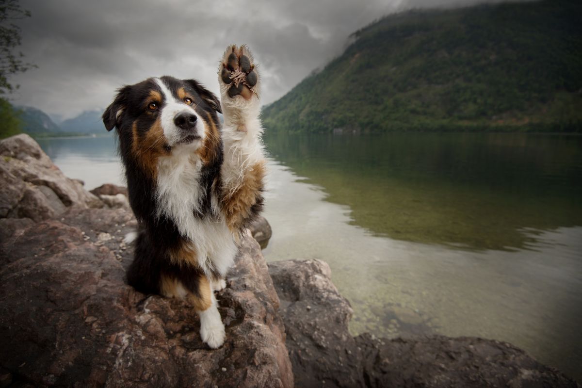 Dog raising its front paw