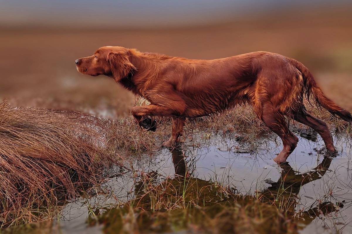 Dog raising its front paw