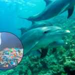 Dolphins and microplastics