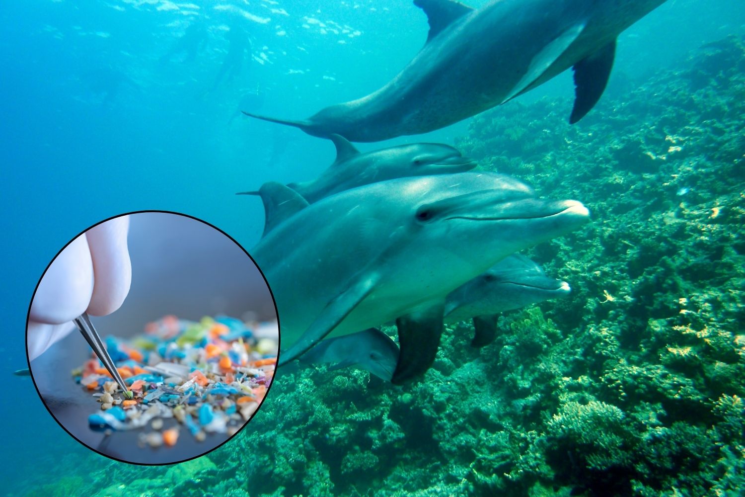 Dolphins and microplastics