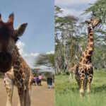 Giraffe in Kenya