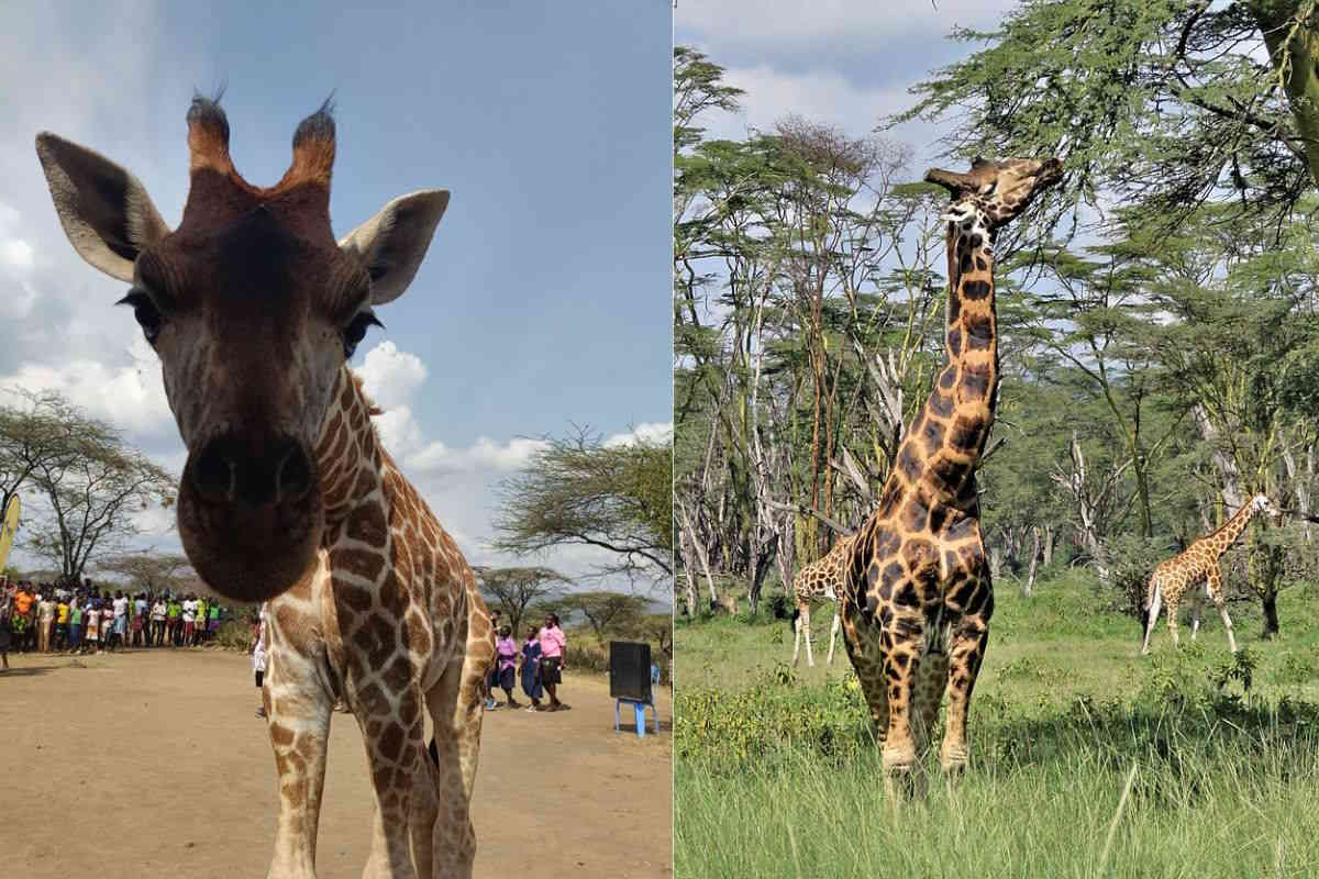 Giraffe in Kenya