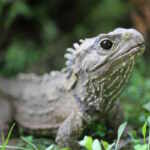 henry the world’s oldest tuatara