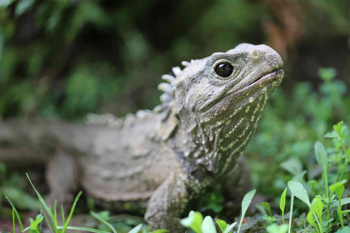 henry the world’s oldest tuatara