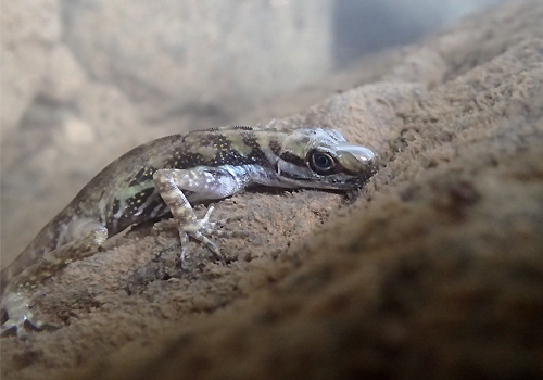 Anolis lizard