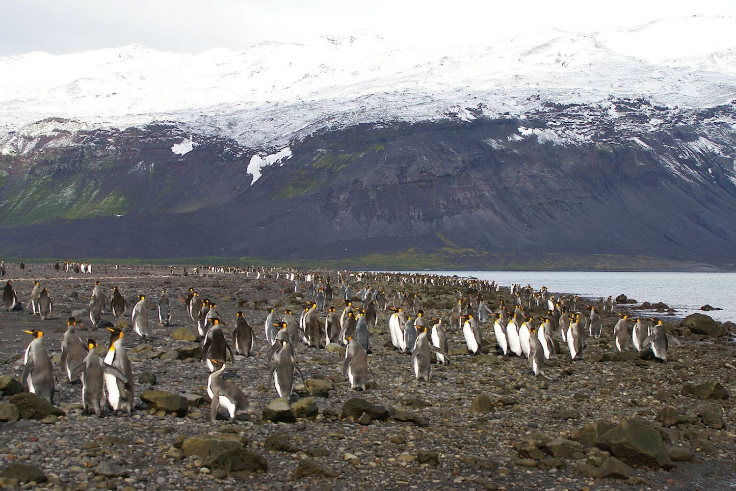 Penguins