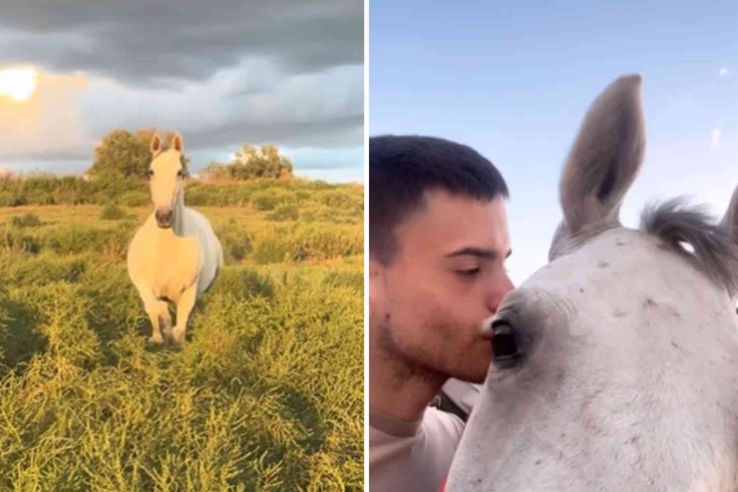 Rescued and saved from death, the story of this horse