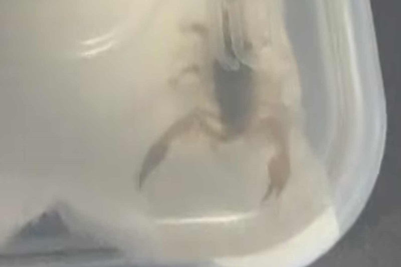 A scorpion in a Shein package