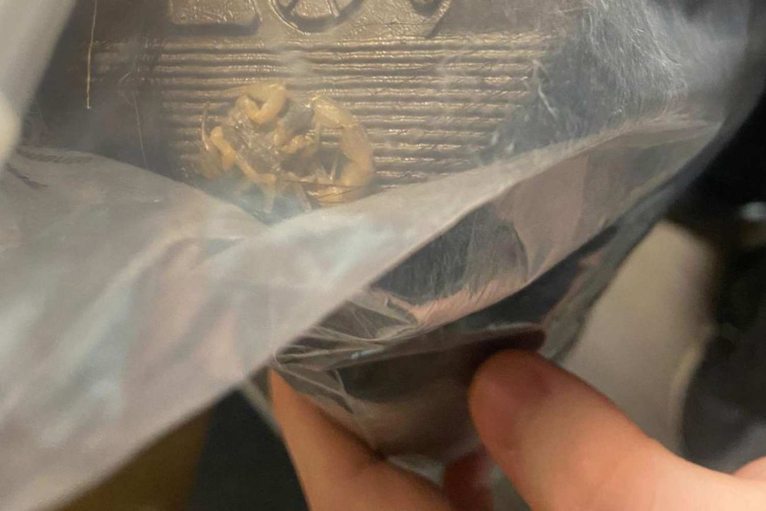 A scorpion inside a Shein package