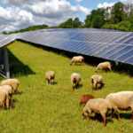 sheep photovoltaic parks