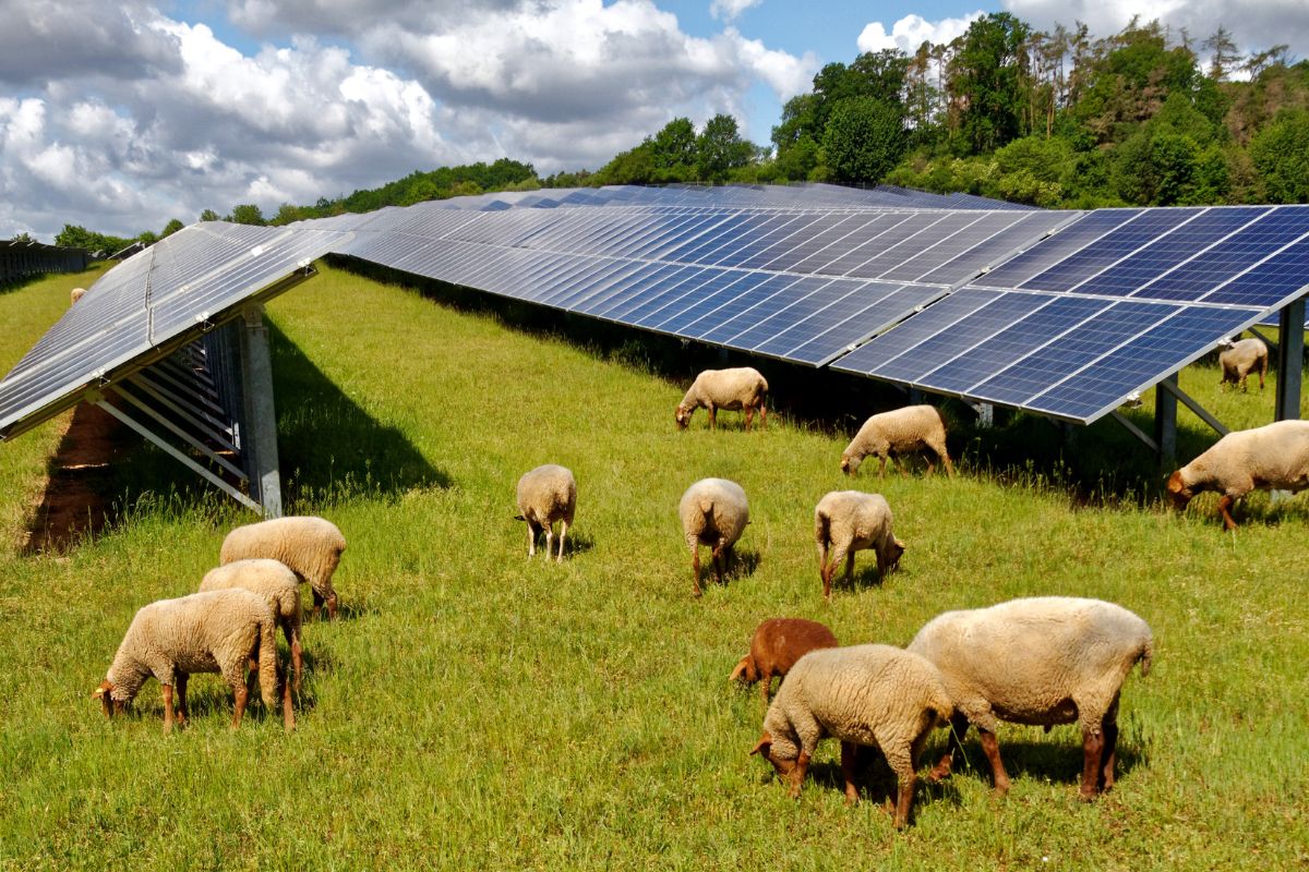 sheep photovoltaic parks