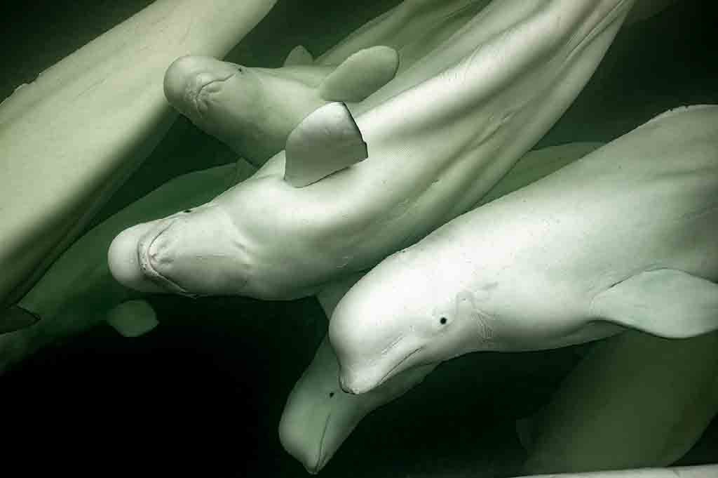 "Beluga Whales" by Brett Freliche in Polar Passion