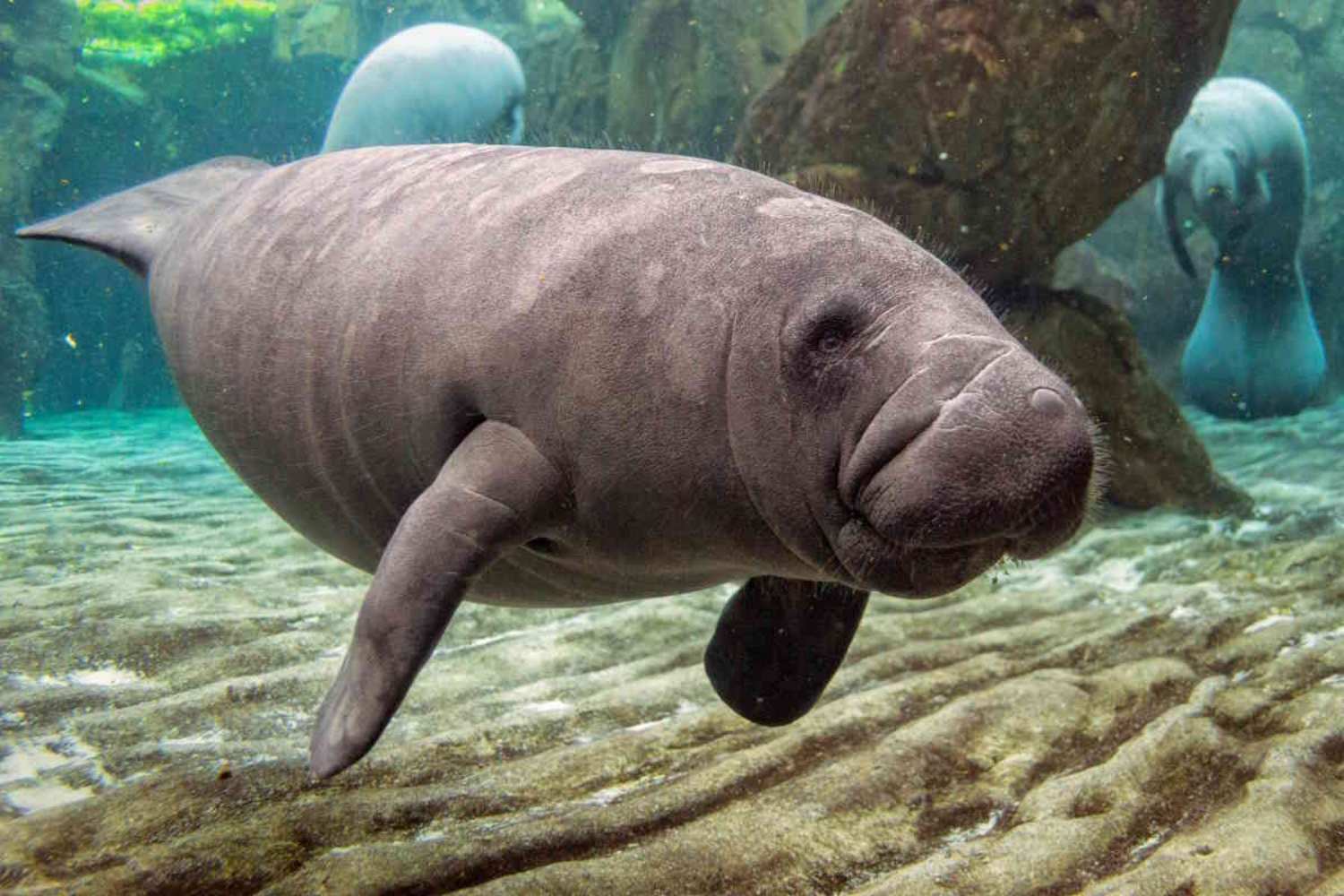 Manatee