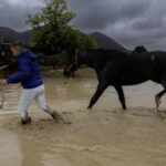 Animals rescuded in Valencia