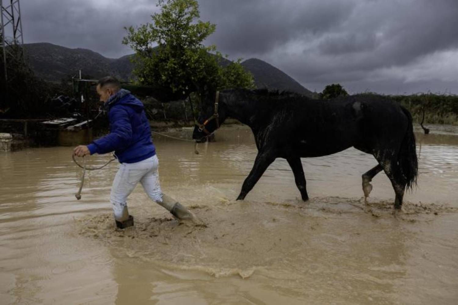 Animals rescuded in Valencia