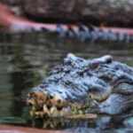 cassius, world’s largest crocodile