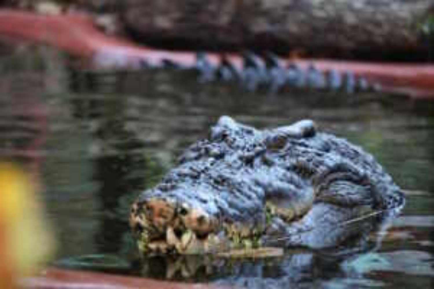 cassius, world’s largest crocodile