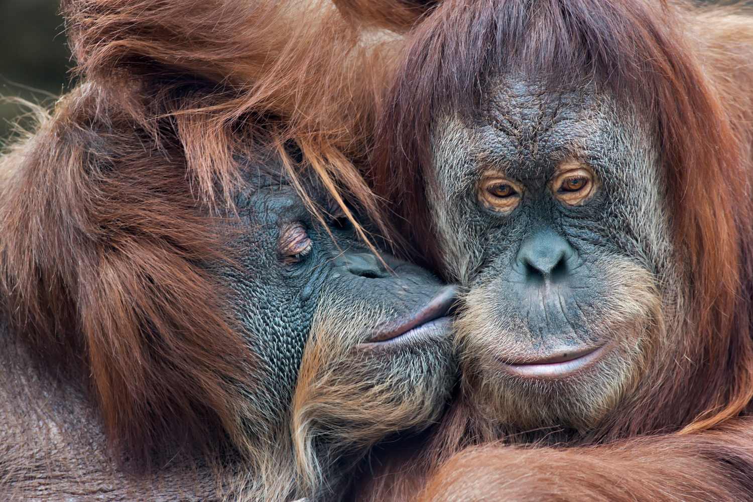 Kiss as a form of cleaning