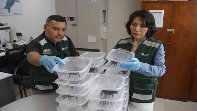 wildlife trafficking in Peru