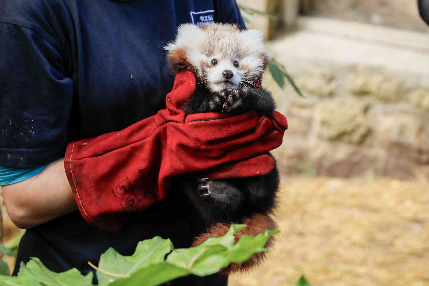 Roxy the red Panda