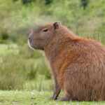 Capybara