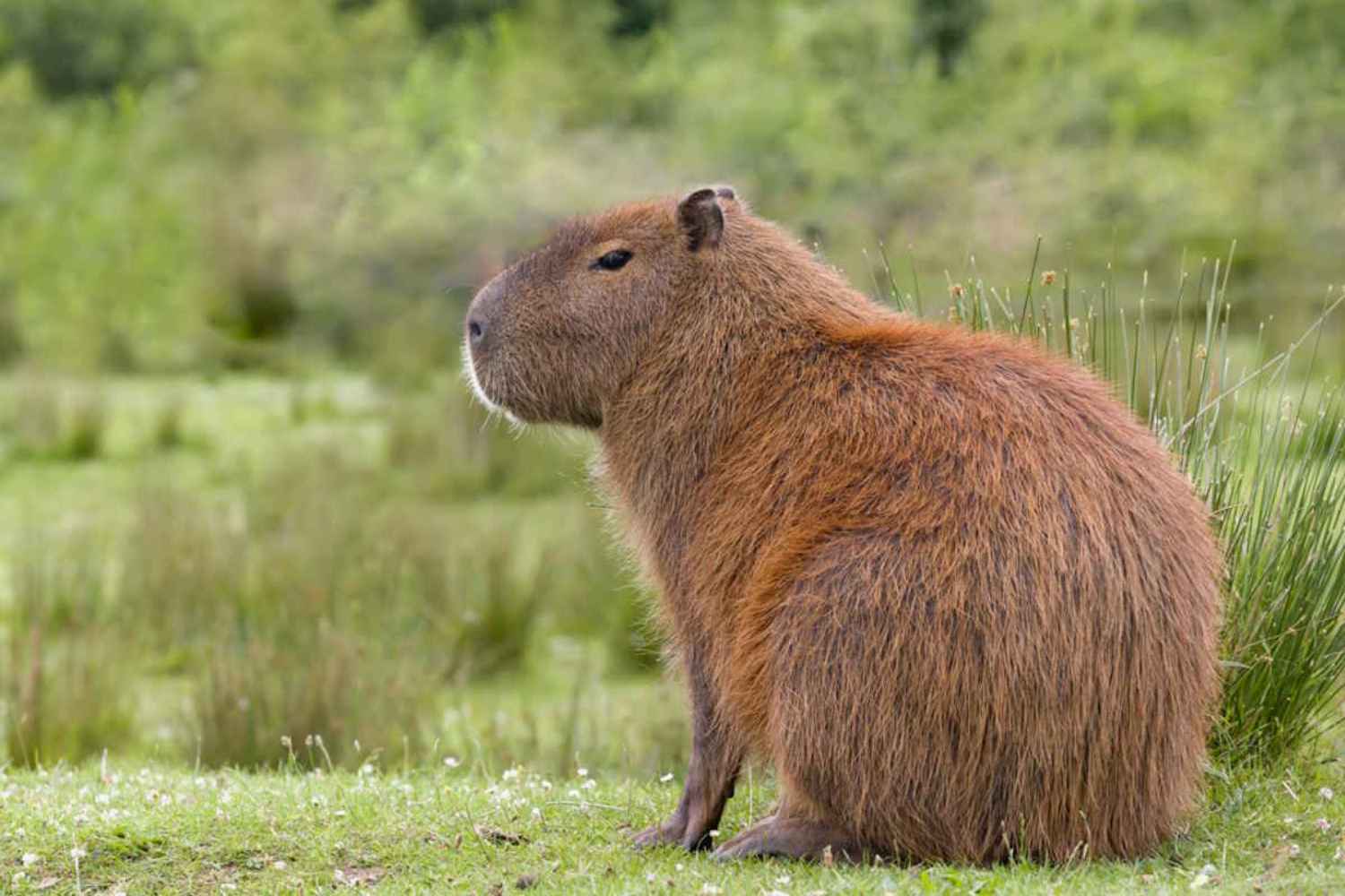 Capybara