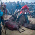 The slaughterers drag the bodies of buffaloes after sacrificing them during the Gadhimai Festival.