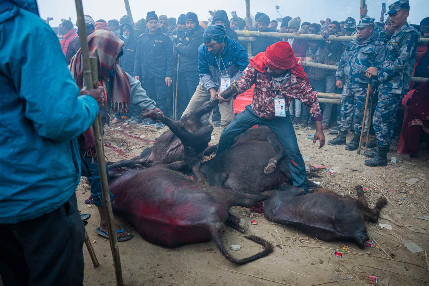 The slaughterers drag the bodies of buffaloes after sacrificing them during the Gadhimai Festival.