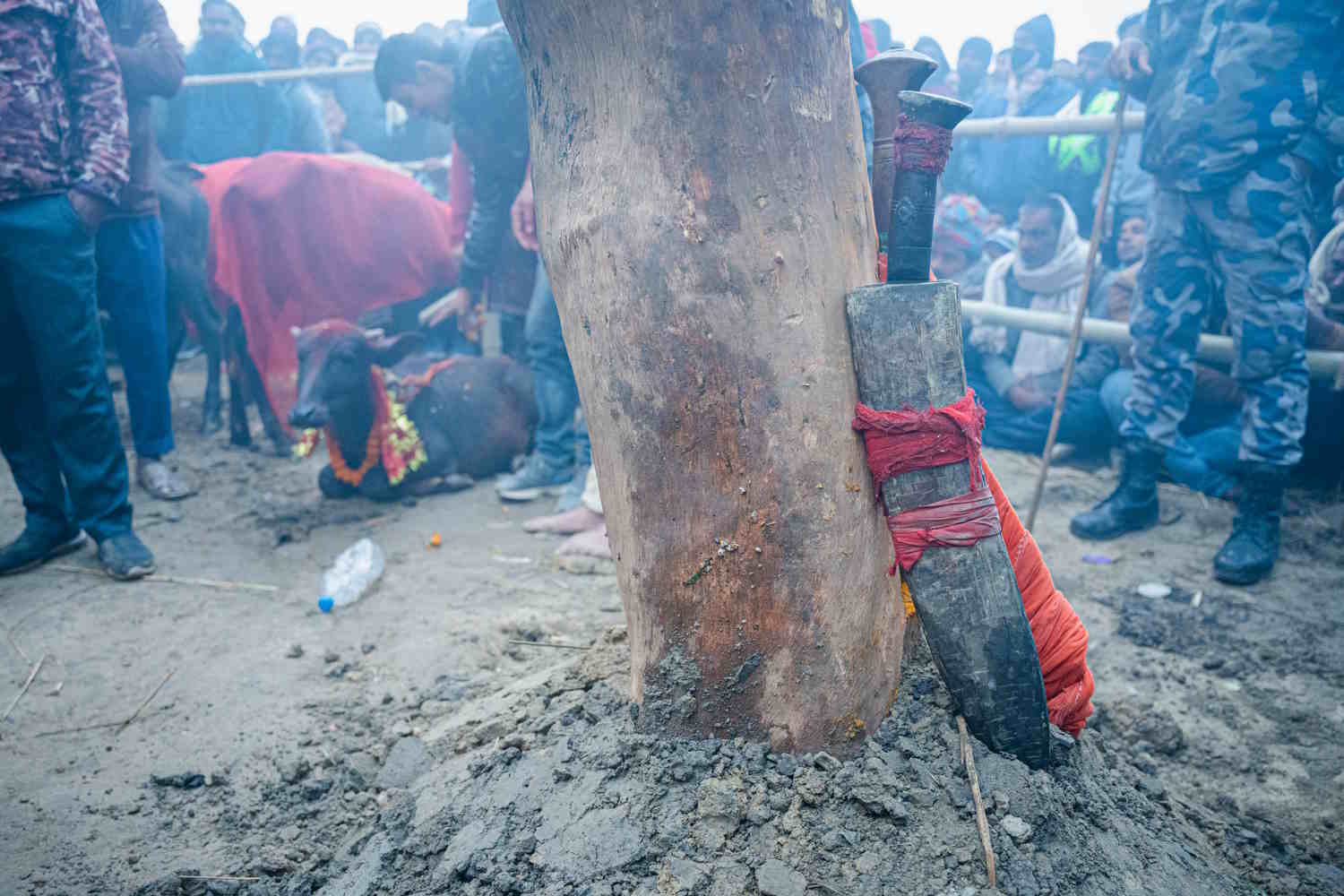 A large Blade rests against a wood as a buffalo waits to be sacrificed during the Gadhimai Festival.