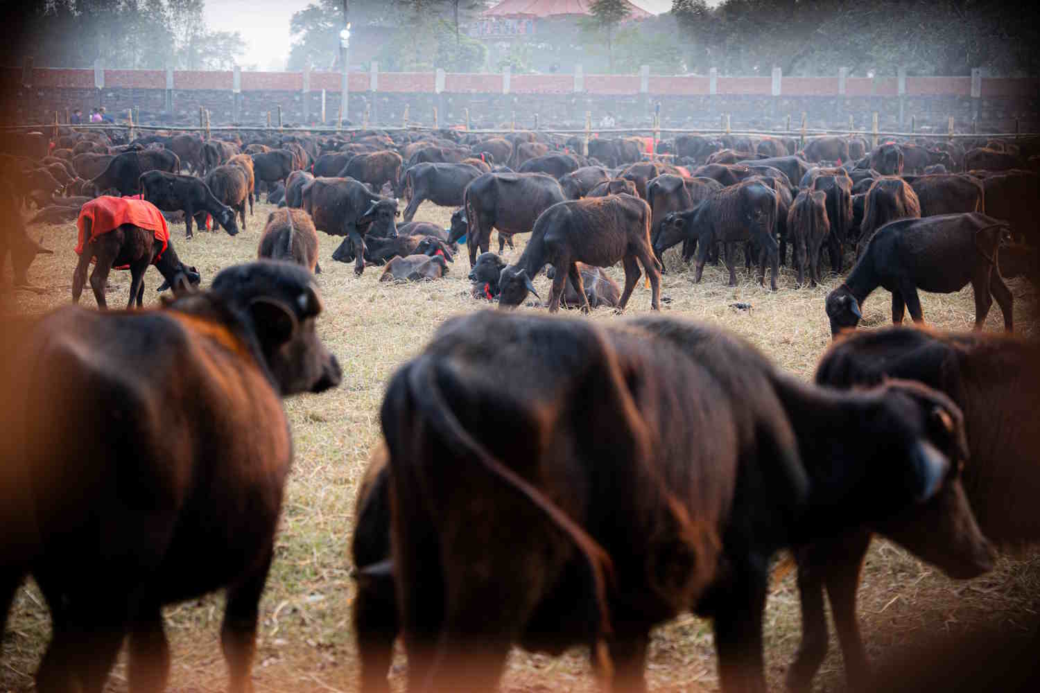 Cattles are prepared to offer to please Gadhimai at Gadhimai temple in Bariyapur, Bara, Nepal.