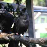 Hawaiian crows