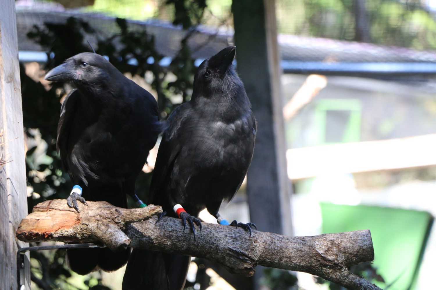 Hawaiian crows