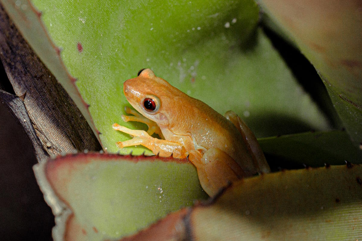 Xenohyla truncata