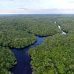 the amazon rainforest