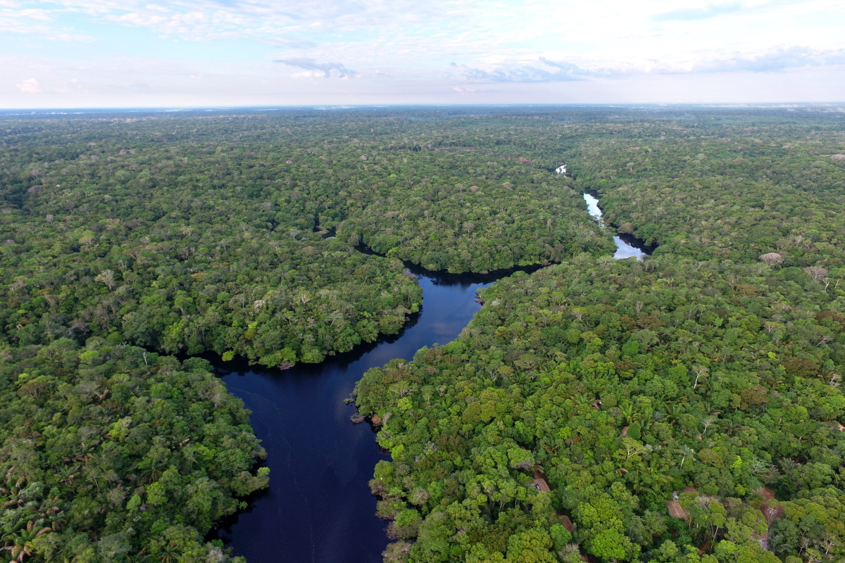 the amazon rainforest