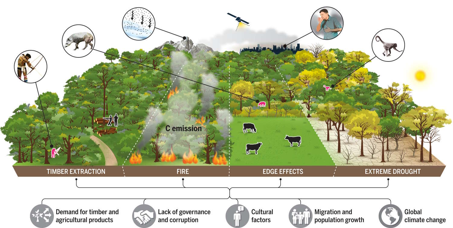 The deforestation of the Amazon rainforest