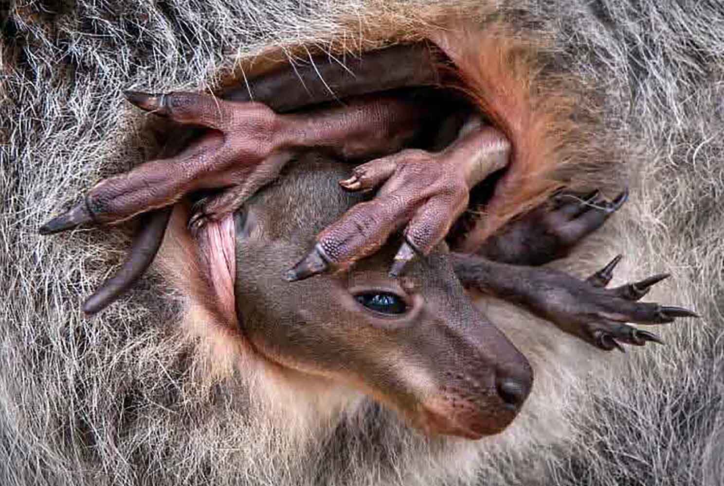 Pedro Jarque/Close-Up Photographer of the Year 2024