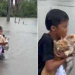 Little kid save a cat