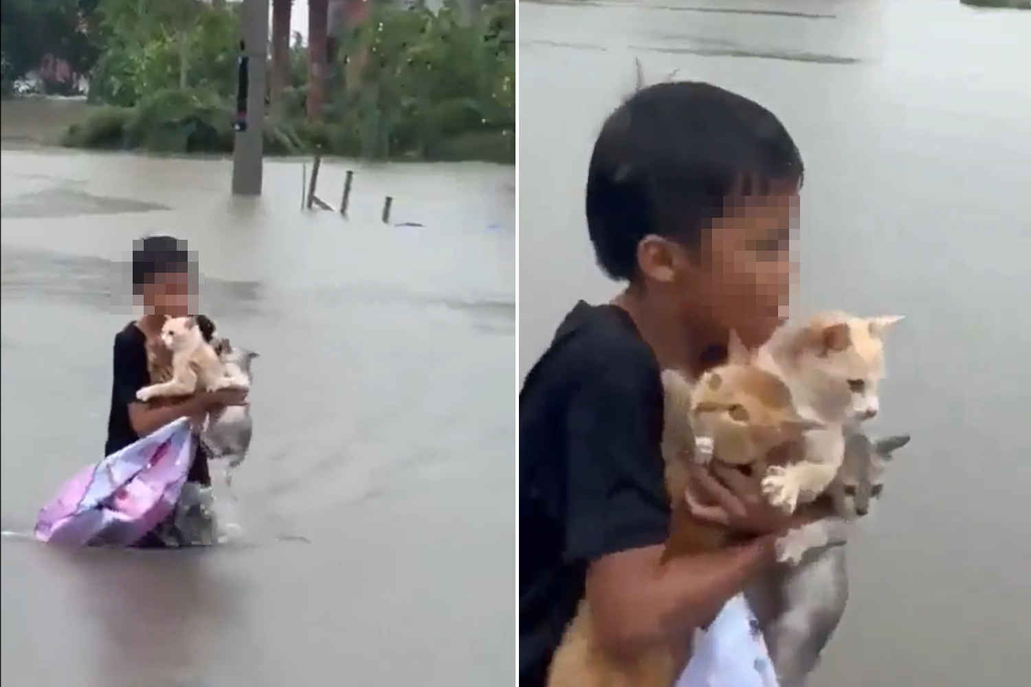 Little kid save a cat